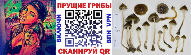 Галлюциногенные грибы мицелий  Закаменск 